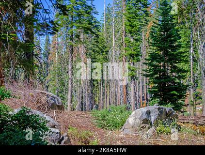 Ein Pfad in der Wildnis des Yosemite National Park, Kalifornien, mit Ponderosa-Pinien und Felsen. Trockene Kiefernnadeln auf dem Boden und einige Schlangebäume Stockfoto