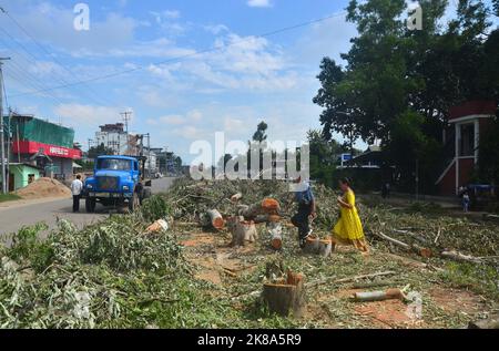 Dimapur, Indien. 22. Oktober 2022. Fußgänger gehen an einem umgestürzten Baum entlang der Straße vorbei, der während einer Fahrt zum Abhauen von 405 Bäumen im Bereich des Supermarkts abgeschlagen wurde, nachdem zwei Menschen in Dimapur, im nordöstlichen Bundesstaat Nagaland Indiens, durch Entwurzelung eines Baumes aufgrund des starken Windes getötet wurden. Quelle: Caisii Mao/Alamy Live News Stockfoto