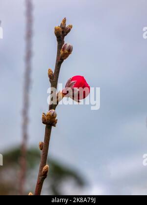 Pfirsichblüten signalisieren das Kommen des Frühlings. Mondneujahr in Ha Noi, Vietnam Stockfoto