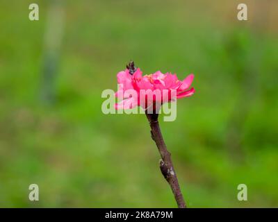 Pfirsichblüten signalisieren das Kommen des Frühlings. Mondneujahr in Ha Noi, Vietnam Stockfoto