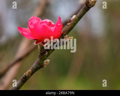 Pfirsichblüten signalisieren das Kommen des Frühlings. Mondneujahr in Ha Noi, Vietnam Stockfoto