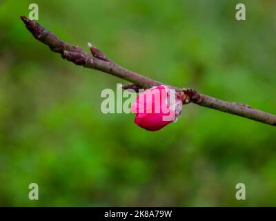 Pfirsichblüten signalisieren das Kommen des Frühlings. Mondneujahr in Ha Noi, Vietnam Stockfoto