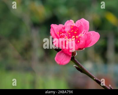 Pfirsichblüten signalisieren das Kommen des Frühlings. Mondneujahr in Ha Noi, Vietnam Stockfoto