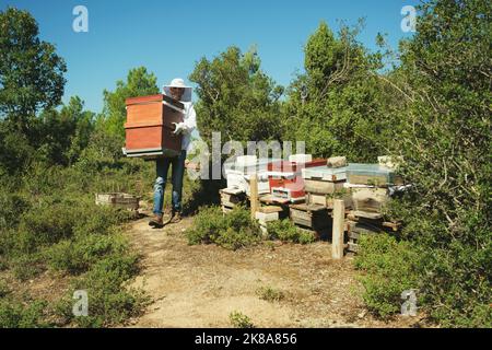 Ein Bienenkästen trägt in der Natur. Stockfoto