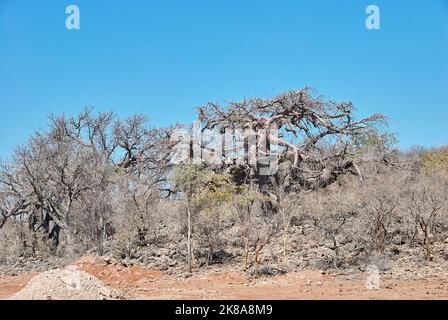 Großer alter Baobab-Baum im Kaokoveld-Norden Namibias Stockfoto