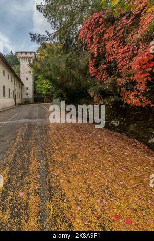 Straße mit Blättern in Herbstfarben in der Abtei von Vallombrosa, Reggello, Florenz, Italien Stockfoto