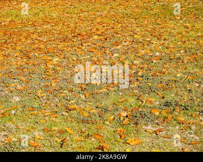 Die herbstlichen Blätter sind auf dem getrockneten Gras verstreut Stockfoto