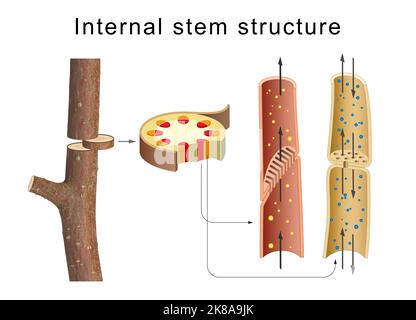 Innere Anatomie des Baumstammes Stockfoto