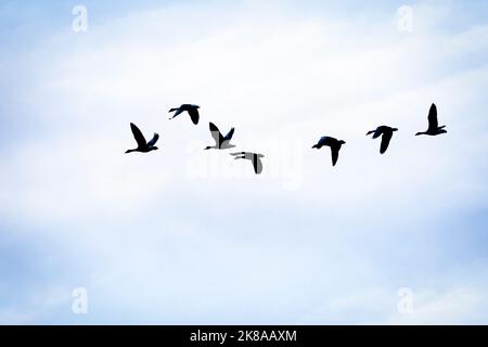 Wedemark, Deutschland. 22. Oktober 2022. Am Morgen fliegen Vögel über die Region Hannover. Quelle: Moritz Frankenberg/dpa/Alamy Live News Stockfoto