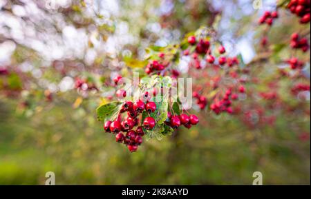 Wedemark, Deutschland. 22. Oktober 2022. Rote Beeren wachsen auf einem Weißdornbusch in der Region Hannover. Quelle: Moritz Frankenberg/dpa/Alamy Live News Stockfoto