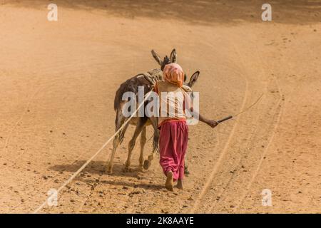 NIL-STAAT, SUDAN - 5. MÄRZ 2019: Esel zieht Wasser aus einem Brunnen, Sudan. Stockfoto