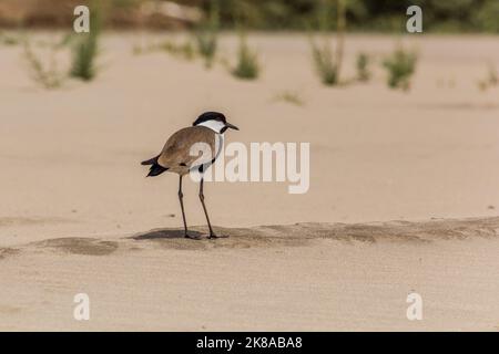 Spornflügelkiebel (Vanellus spinosus) auf einer Sandinsel im Nil, Sudan Stockfoto