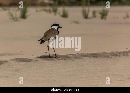 Spornflügelkiebel (Vanellus spinosus) auf einer Sandinsel im Nil, Sudan Stockfoto