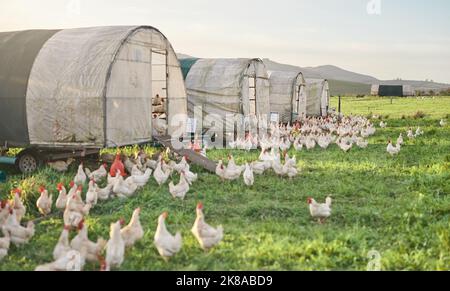 Das werteste Geflügel des Landes. Hühner und ein Hühnerhaus auf einem Bauernhof. Stockfoto