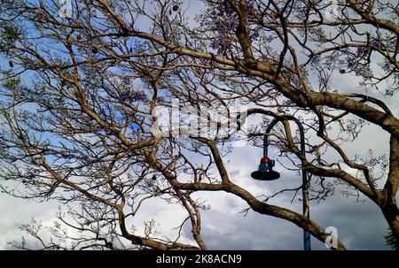 Einsame Lampe zwischen violetten Jacaranda-Bäumen vor blauem Himmel in Brisbane, Australien Stockfoto