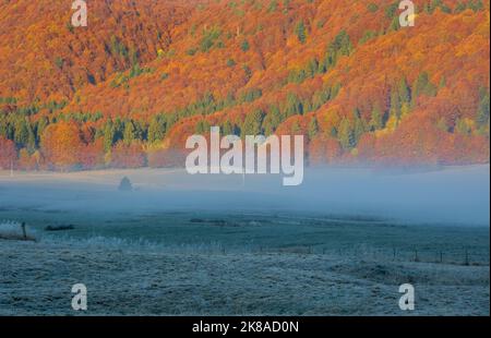 Die Sonne geht über dem schönen Herbstwald auf Stockfoto