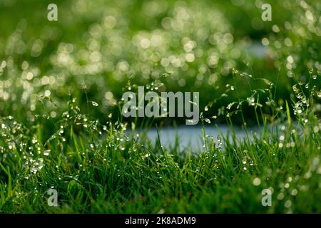 Hellgrün verschwommener Grashintergrund mit Wassertropfen. Stockfoto