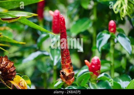 Roter indischer Kopffinger auf grünem Blatt Hintergrund Stockfoto