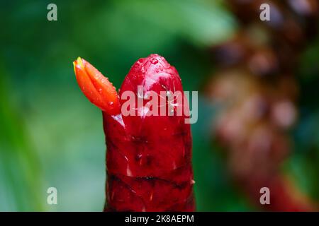 Roter indischer Kopffinger auf grünem Blatt Hintergrund Stockfoto