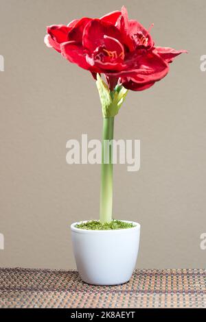 Amaryllis als Kunstblume Stockfoto