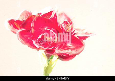 Amaryllis als Kunstblume Stockfoto