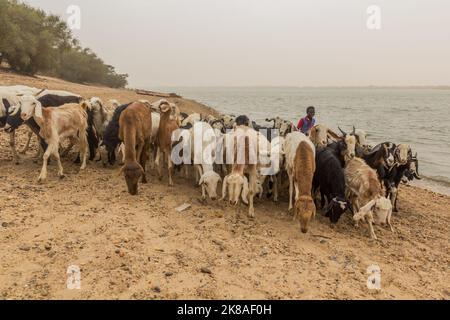 ABRI, SUDAN - 26. FEBRUAR 2019: Ziegen- und Schafherde am Nilufer in der Nähe von Abri, Sudan Stockfoto