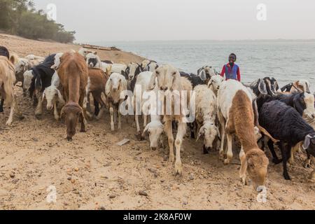 ABRI, SUDAN - 26. FEBRUAR 2019: Ziegen- und Schafherde am Nilufer in der Nähe von Abri, Sudan Stockfoto