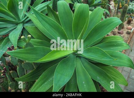 Blick von oben auf die wachsende Agave attenuata-Pflanze Stockfoto