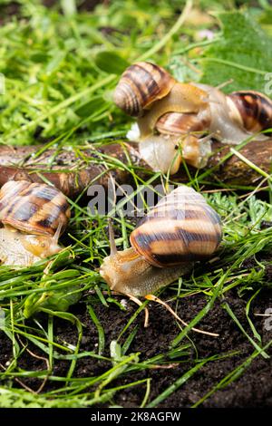 Viele große Traubengartenschnecken Helix pomatia leben im Wald auf dem Gras. Stockfoto