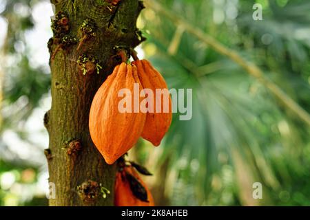 Orangefarbene Kakaoschoten mit Bohnen, die auf dem Kakaobaum „Theobroma Cacao“ hängen Stockfoto