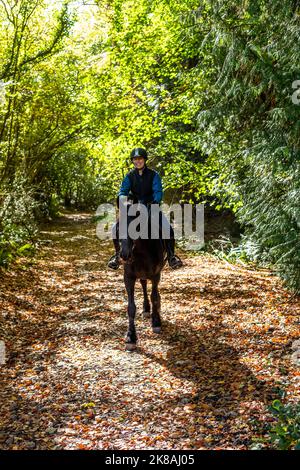 Eine Reiterin und ihr Pferd und Rebel eine friesische Rasse. Erster Tag. Stockfoto