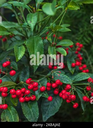 Ardisia crenata Pflanze mit roten hellen Beeren Stockfoto