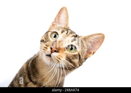 Eine Hauskatze sieht überrascht aus. Figur einer Katze auf einem isolierten Hintergrund von weißer Farbe. Stockfoto