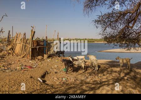 Ziegenherde auf der Insel Tuti in Khartum, der Hauptstadt des Sudan Stockfoto