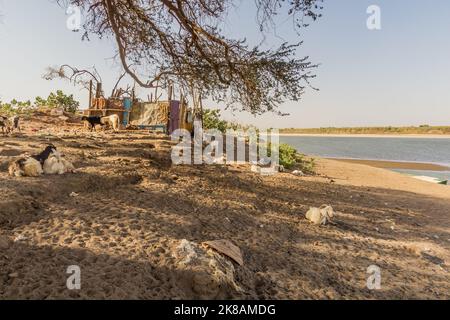 Ziegenherde auf der Insel Tuti in Khartum, der Hauptstadt des Sudan Stockfoto