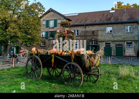 Domäne Dahlem, Landgut und Museum, Ökologische Landwirtschaft, Freilichtmuseum, ehemaliges Rittergut,Herbst, Kürbisse, Berlin-Dahlem, Zehlendorf, Be Stockfoto