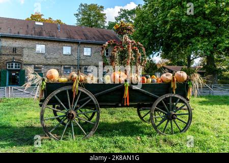 Domäne Dahlem, Landgut und Museum, Ökologische Landwirtschaft, Freilichtmuseum, ehemaliges Rittergut, Herbst, Kürbisse, Berlin-Dahlem, Zehlendorf, B Stockfoto