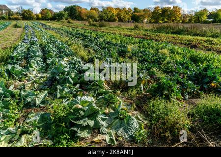 Domäne Dahlem, Landgut und Museum, Ökologische Landwirtschaft, Freilichtmuseum, ehemaliges Rittergut, Berlin-Dahlem, Zehlendorf, Berlin Stockfoto