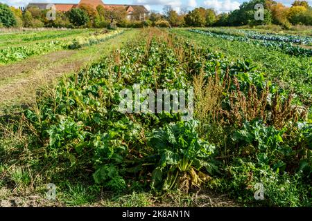 Domäne Dahlem, Landgut und Museum, Ökologische Landwirtschaft, Freilichtmuseum, ehemaliges Rittergut, Berlin-Dahlem, Zehlendorf, Berlin Stockfoto