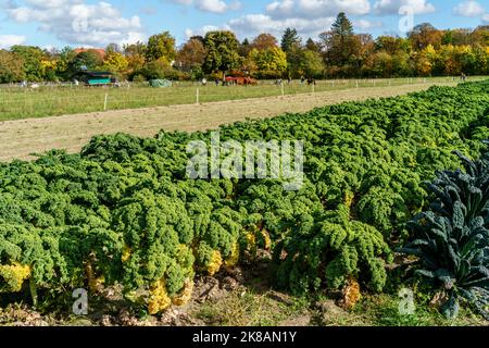 Domäne Dahlem, Landgut und Museum, Ökologische Landwirtschaft, Freilichtmuseum, Feld mit Grünkohl, ehemaliges Rittergut, Berlin-Dahlem, Zehlendorf, Be Stockfoto