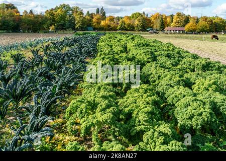 Domäne Dahlem, Landgut und Museum, Ökologische Landwirtschaft, Freilichtmuseum, ehemaliges Rittergut, Berlin-Dahlem, Zehlendorf, Berlin Stockfoto