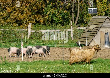 Deutsches Sattelschweine und Ziege im Freigehege auf der Domäne Dahlem, Landgut und Museum, Ökologische Landwirtschaft, Freilichtmuseum, ehemaliges Stockfoto