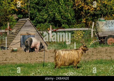 Deutsches Sattelschwein und Ziege im Freigehege auf der Domäne Dahlem, Landgut und Museum, Ökologische Landwirtschaft, Freilichtmuseum, ehemaliges R Stockfoto