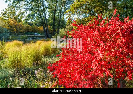 Tiergarten im Herbst, Herbstfarben, rot verstärkte Blätter, Berlin, Deutschland Stockfoto