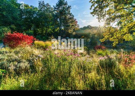 Tiergarten im Herbst, Herbstfarben, rot verstärkte Blätter, Berlin, Deutschland Stockfoto