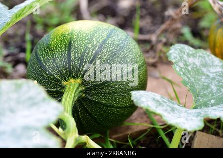 Grüner Sommerkürbis trocknet auf der Pflanze Stockfoto