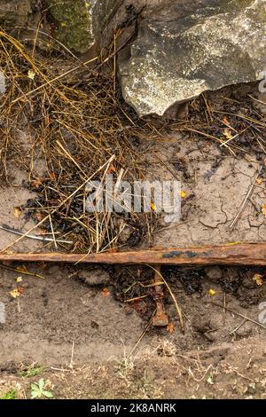 Die Überreste des Flusses Severn erliegen. Boote, die Kohle und Eisen geschleppt haben, sind jetzt in den Lydney Docks verrotten geblieben. Stockfoto