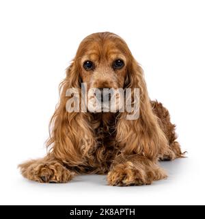 Schöner brauner älterer Cocker Spaniel Hund, der sich mit der Vorderseite niederlegt. Kopf hoch. Blick auf die Kamera. Isoliert auf weißem Hintergrund. Stockfoto