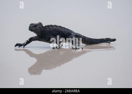 Galapagos Marine Iguana, der über den Strand läuft, mit Spiegelungen im nassen Sand Stockfoto