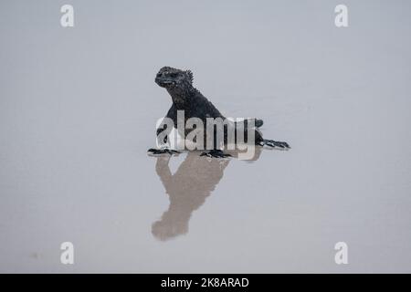 Galapagos Marine Iguana, der über den Strand läuft, mit Spiegelungen im nassen Sand Stockfoto